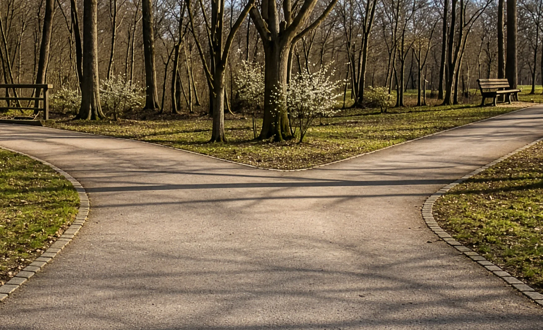 An atmospheric view of a forked path in a park, trees lining both sides, suggesting a moment of choice and possibility.